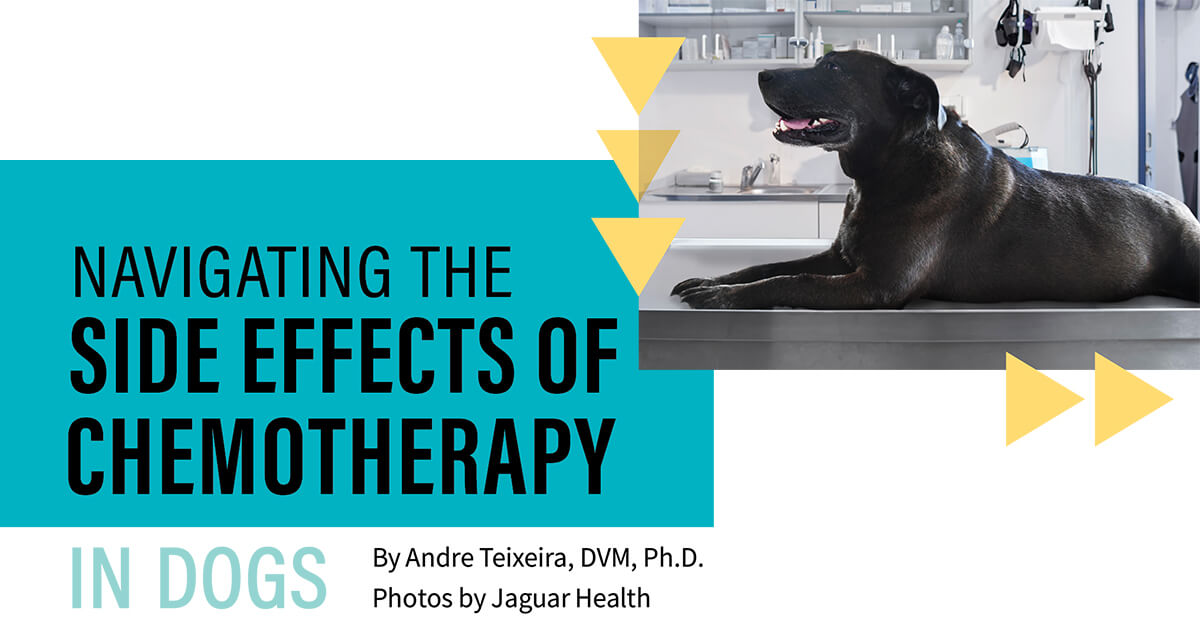 Navigating the Side Effects of Chemotherapy in Dogs PetVet Magazine